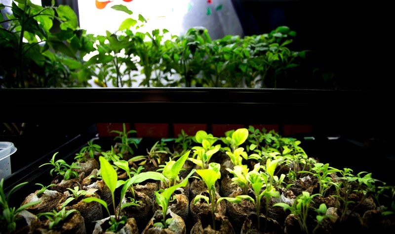 An assortment of plans begin to grow under UV lights at a Morinville garden on Wednesday April 27