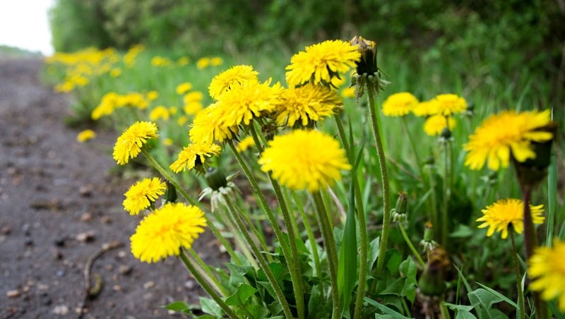 While St. Albert still battles the ubquitous flower