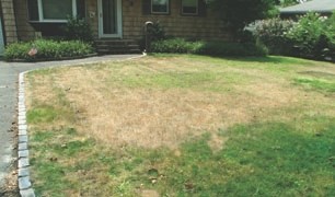 There are plenty of ways to rescue your woeful lawn.