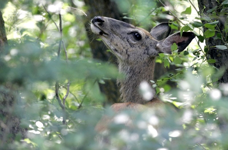 A mule deer pauses from eating to turn and sniff the air