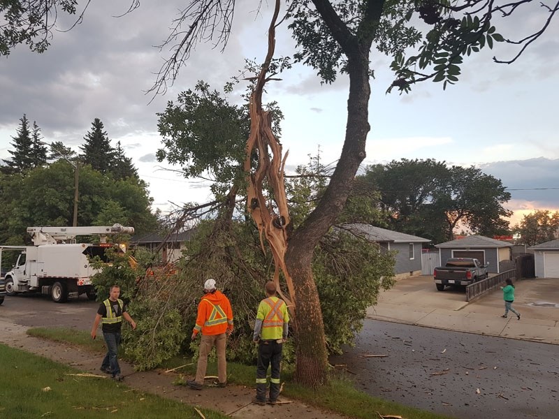 Lightning downed a tree during the severe thunderstorm that hit St. Albert Wednesday evening.