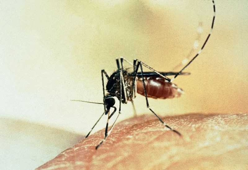 A mosquito prepares for a blood meal