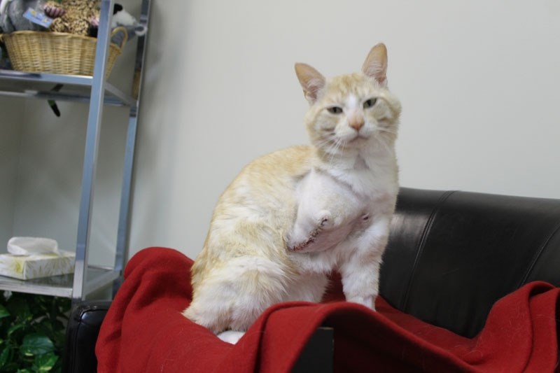 A cat had its leg amputated after a bullet shattered one leg.