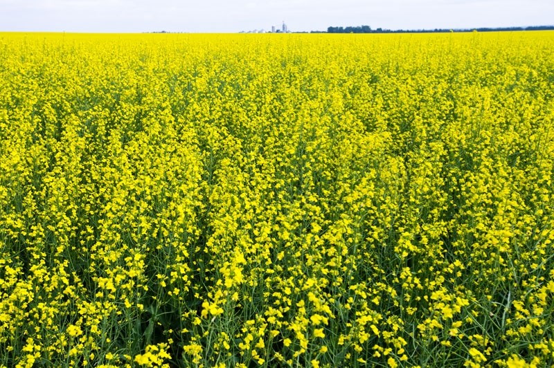 LOOKING GOOD â€“ A typically abundant canola field north of St. Albert. Excellent weather conditions have local farmers predicting an above average harvest this year.