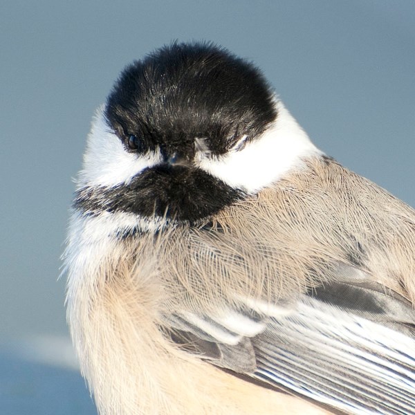 THAT HURT â€“ A one-eyed black-capped chickadee recuperates atop a box after apparently smacking into the Gazette building in this 2013 photo. A recent study suggests that