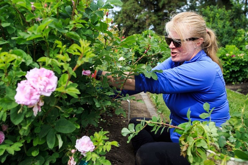 Volunteer Dale Ford helps maintain the grounds at the St. Albert Botanic Park in St. Albert earlier this summer.