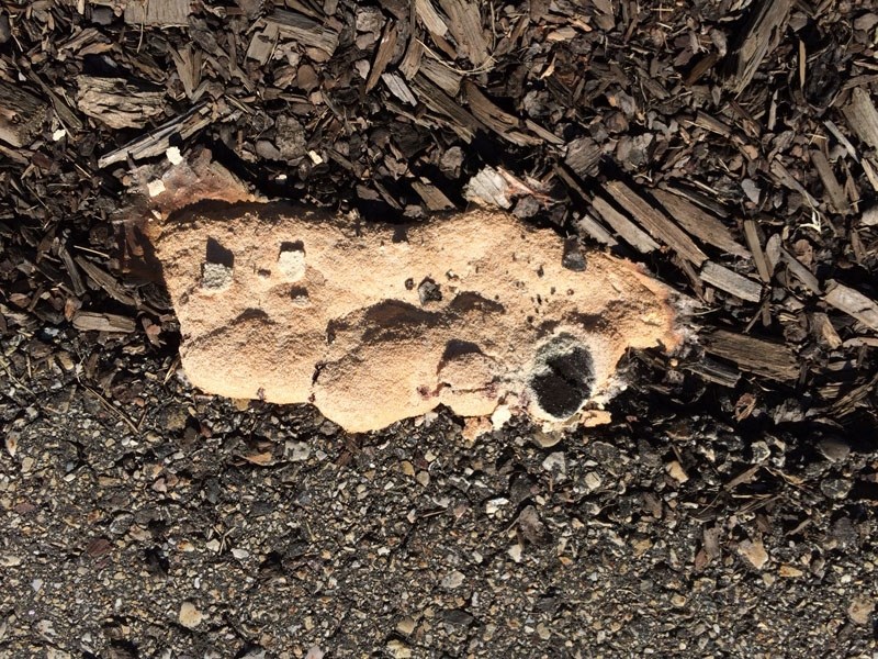 Dog vomit slime mould is one of the varieties of slime mould that thrive locally.