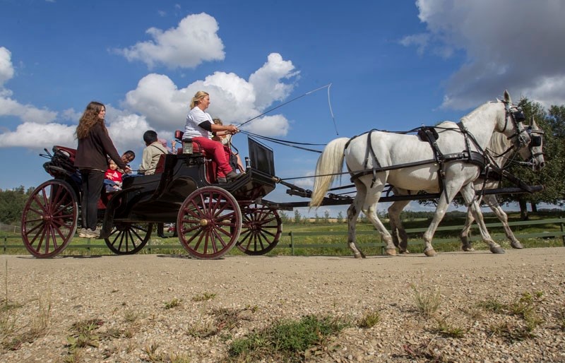 Visitors to Horse Sense Training and Petting Zoo take a casual cruise in an open carriage during last year&#8217;s Open Farm Days event.