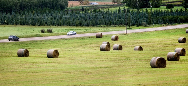 A vehicle drives down Bellerose Drive in St. Albert past a field of round bales of hay. Some of the haying has been delayed because of a wetter than usual August. The bulk of 
