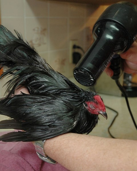 STREET-LEGAL â€” Chickens