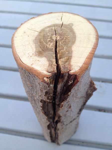 Bad pruning can damage a tree