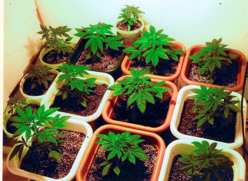 Conventional potting soil is best for growing plants indoors.