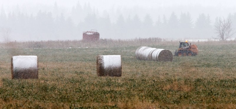 A front-end loader prepares to move bales covered in snow from a field near St. Albert.