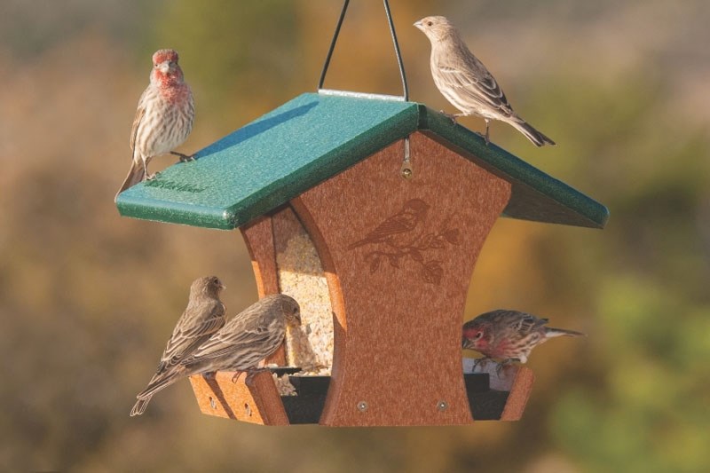 Several types of feed