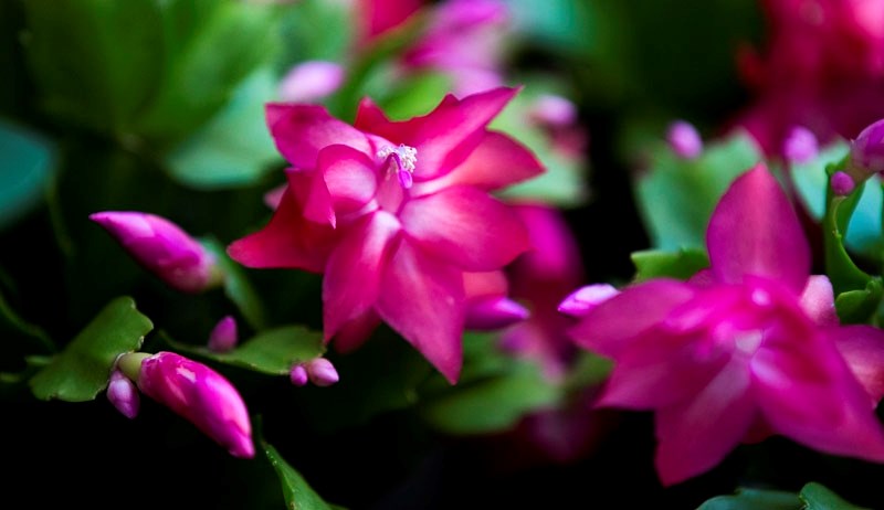 A Christmas cactus on display at the Enjoy Centre.