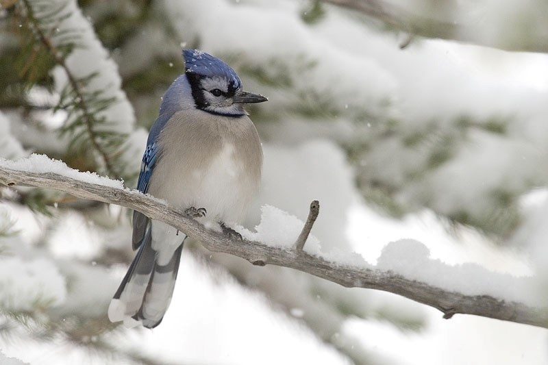 A blue jay perches on a snow-covered branch. Blue jays are just one of the birds that can be spotted in winter in the St. Albert region. Learn how to identify birds at one of 
