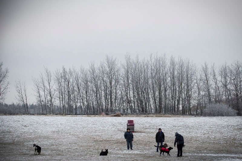 The Lacombe Lake dog park is a popular social hub for dogs and dog owners alike. City council has put a plan to fence the park on hold to consider other options.