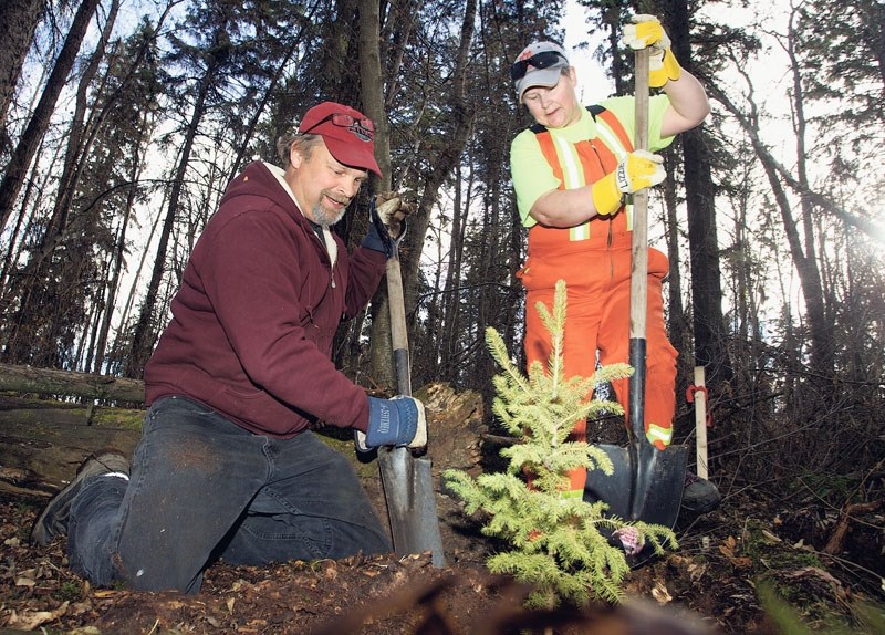 TREE EXPERIMENT â€“ Kevin Veenstra and Liz Pearson plant a white spruce tree in White Spruce Forest as part of a reforestation experiment headed by forester Peter Murphy in