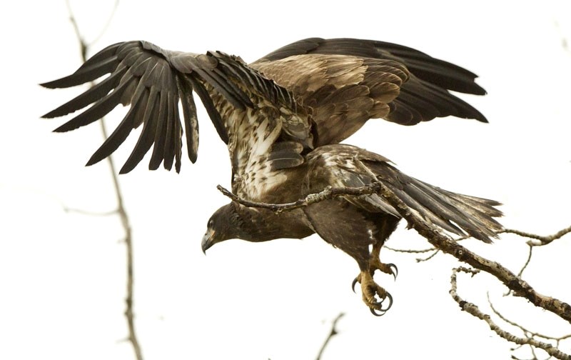 A Juvenille bald eagle takes flight at the edge of the water at the Lois Hole Centennial Park. The 26th annual St. Albert Christmas Bird Count takes place within a 24 km wide 