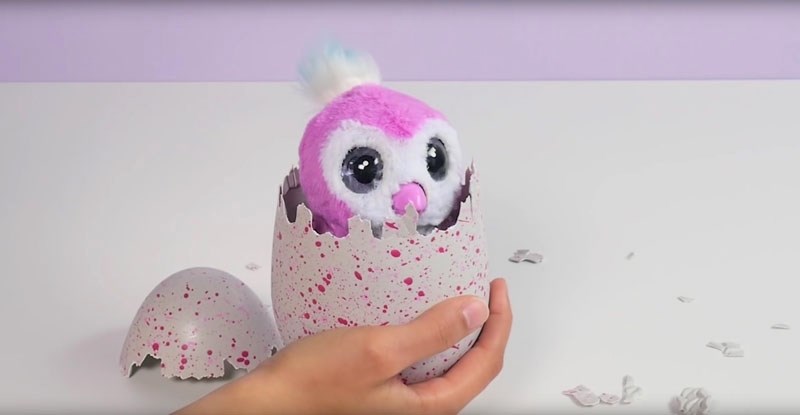 Hatchimals are the most sought after toy this year. The stuffed toy that pecks itself out of its own shell is sold out in most stores