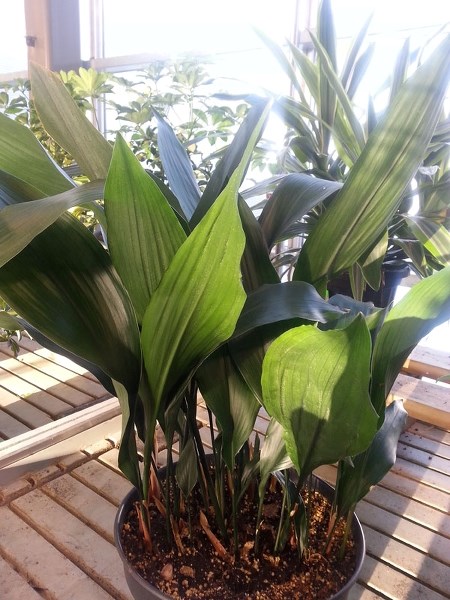 The cast iron plant is one of the no fuss plants you can grow indoors with no experience.