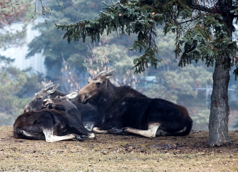 A female moose and two calves wandered into a park area along Red Willow Trail in the heart of St. Albert on Wednesday morning. Though efforts to frighten the animals into