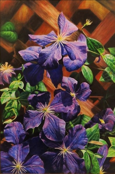 Laraine Weaver&#8217;s Clematis