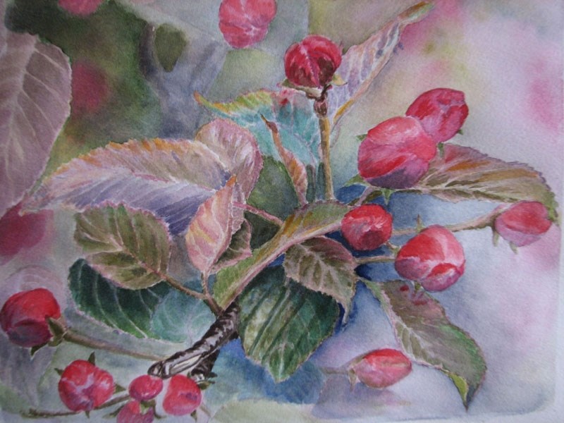 Connie Clarke&#8217;s Apple Buds