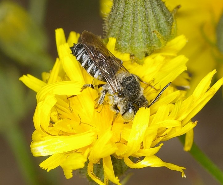 a leaf-cutter bee which is an important pollinator of many crops