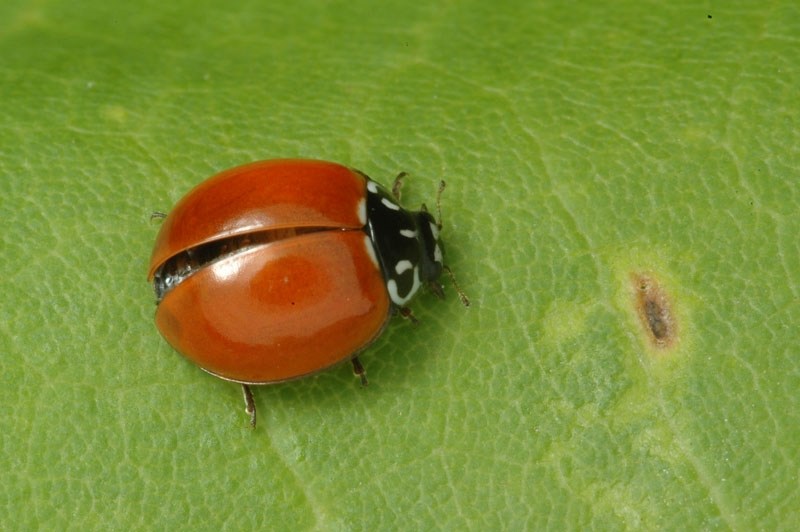 GOOD BUG – A polished lady bug is a good bug that eats aphids off of your plants.