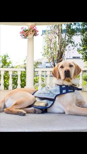 Axel is one of the 11 newest service dog graduates from Dogs with Wings&#8217; recent graduation ceremony. Axel is also one of the first tap dogs