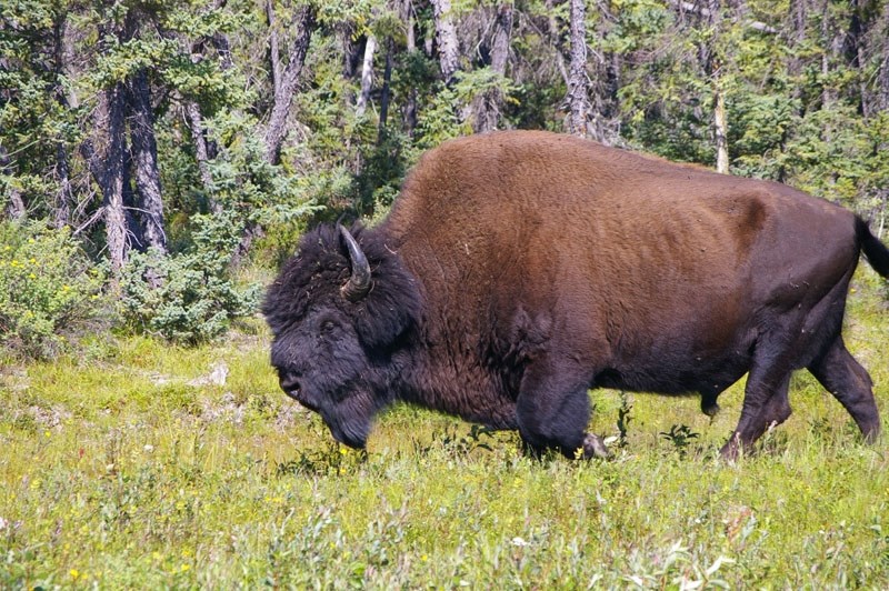The biggestwood bison you&#8217;ll ever see are at Fort Providence