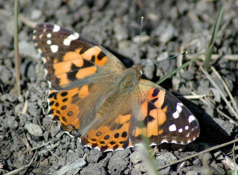A typical painted lady butterfly. Scores of these insects are expected to swarm St. Albert next month as part of a rare mass migration from down south. Residents may see many 