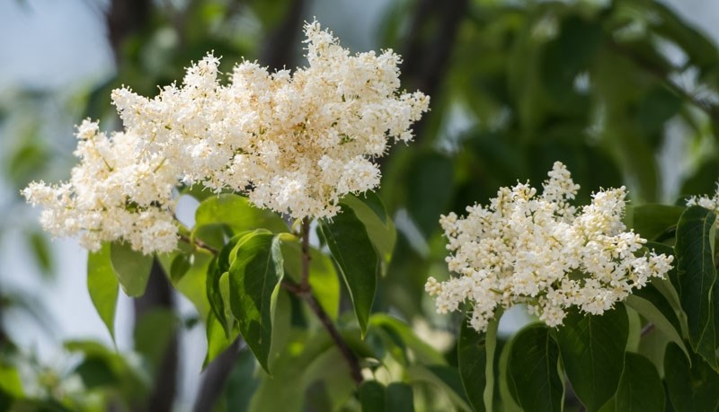 Japanese lilacs in downtown St. Albert.