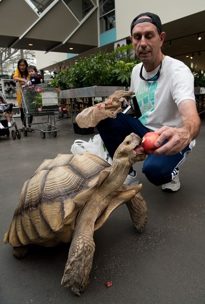 HAPPY TREAT – Jeff Billyard of Edmonton tempts his best friend Franklin the African spurred tortoise with an apple at the Enjoy Centre Sunday. A truck driver