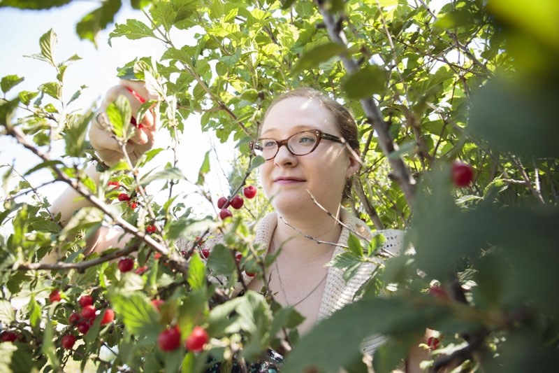 Becky Shepherd picks Nanking cherries just off of Villeneuve Road. She&#8217;s currently working on mapping out all the free fruit picking areas in St. Albert.