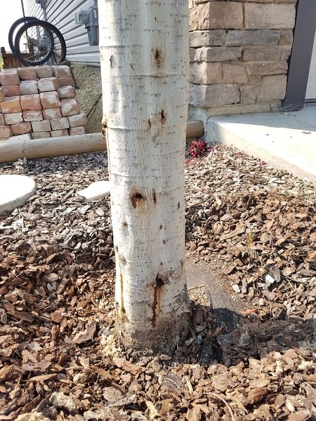 Holes and sap run on the bark of a columnar aspen tree. The borer larvae live happily for two years inside the bark