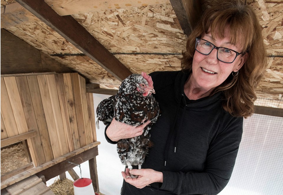 Backyard hens 2 DR023