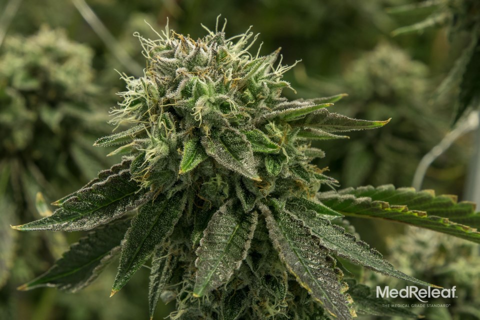 Cannabis Retailers Look To St Albert To Set Up Shop