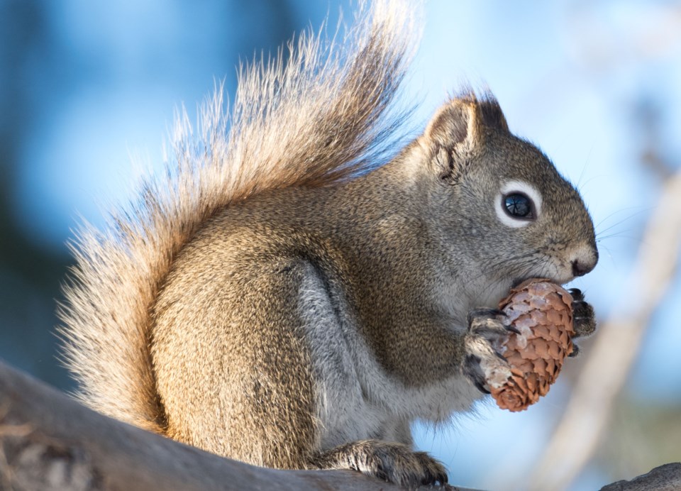 KillerSquirrel 6265 km