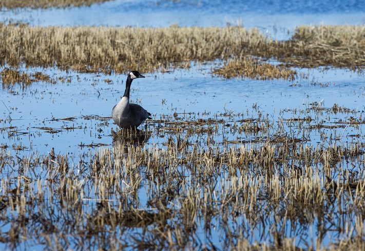 enviro file canada goose CC 3547.eps