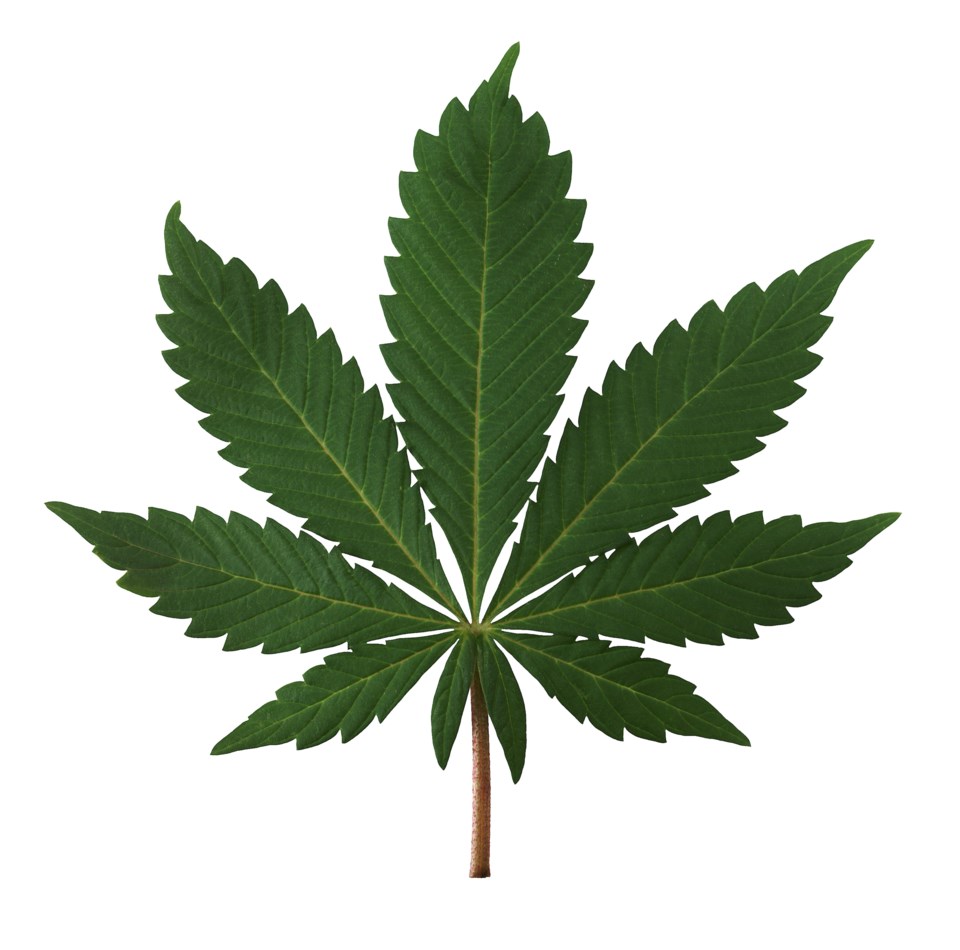 Cannabis leaf