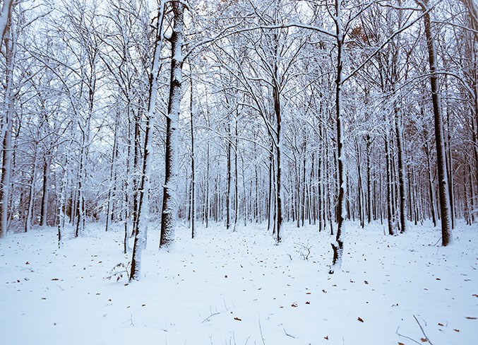 Winter forest with trees covered snow. Nature