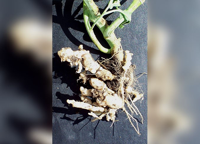0602 Clubroot sup 3661