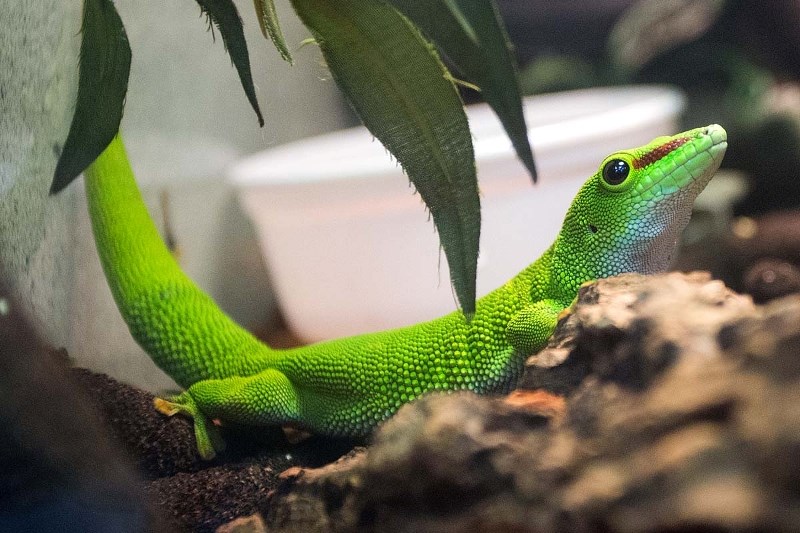 Lizards on parade - St. Albert News
