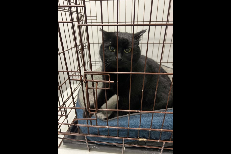 Jinx the lost cat, angry and in a kennel. SUPPLIED/Nicole Swanson