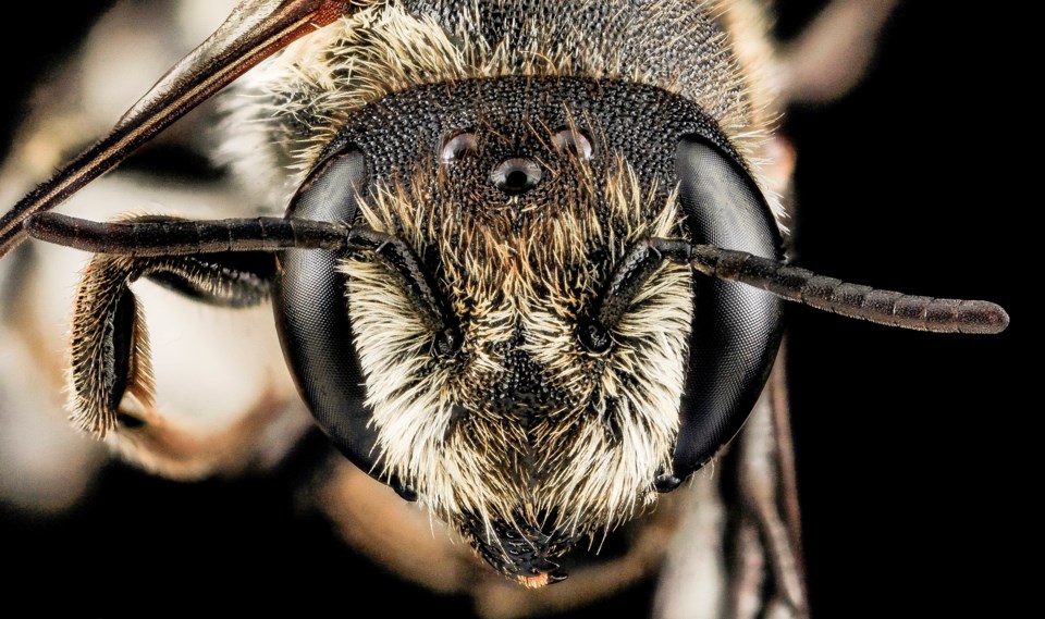 megachile_rotundata_f_face_md_cecil_county_2013-07-08-183445_zs_pmax_10825248485