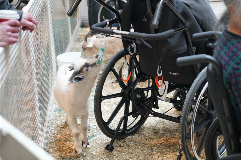 A goat chews on a resident's wheelchair tag at the Citadel Care Centre in St. Albert Sept. 6, 2023. RILEY TJOSVOLD/St. Albert Gazette