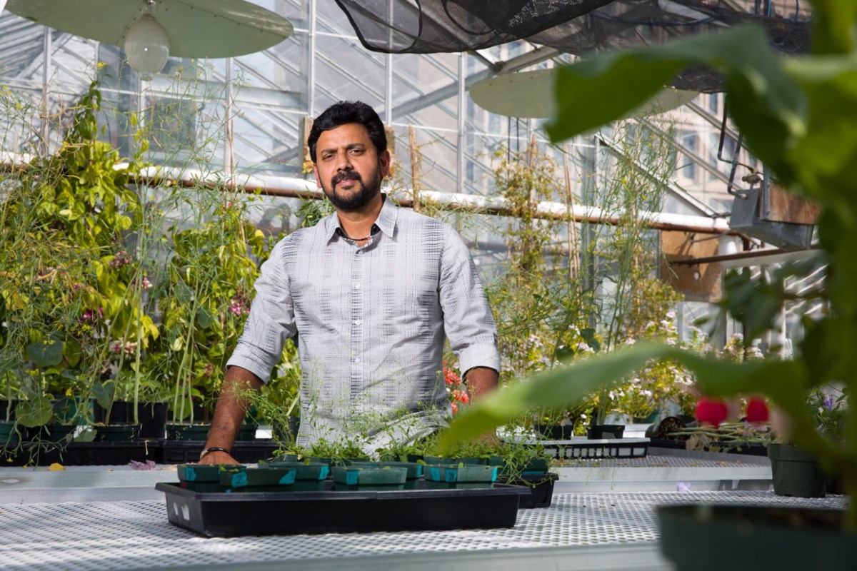 Beri kesempatan pada kacang polong: Para peneliti menggunakan teknologi genom untuk melawan busuk akar