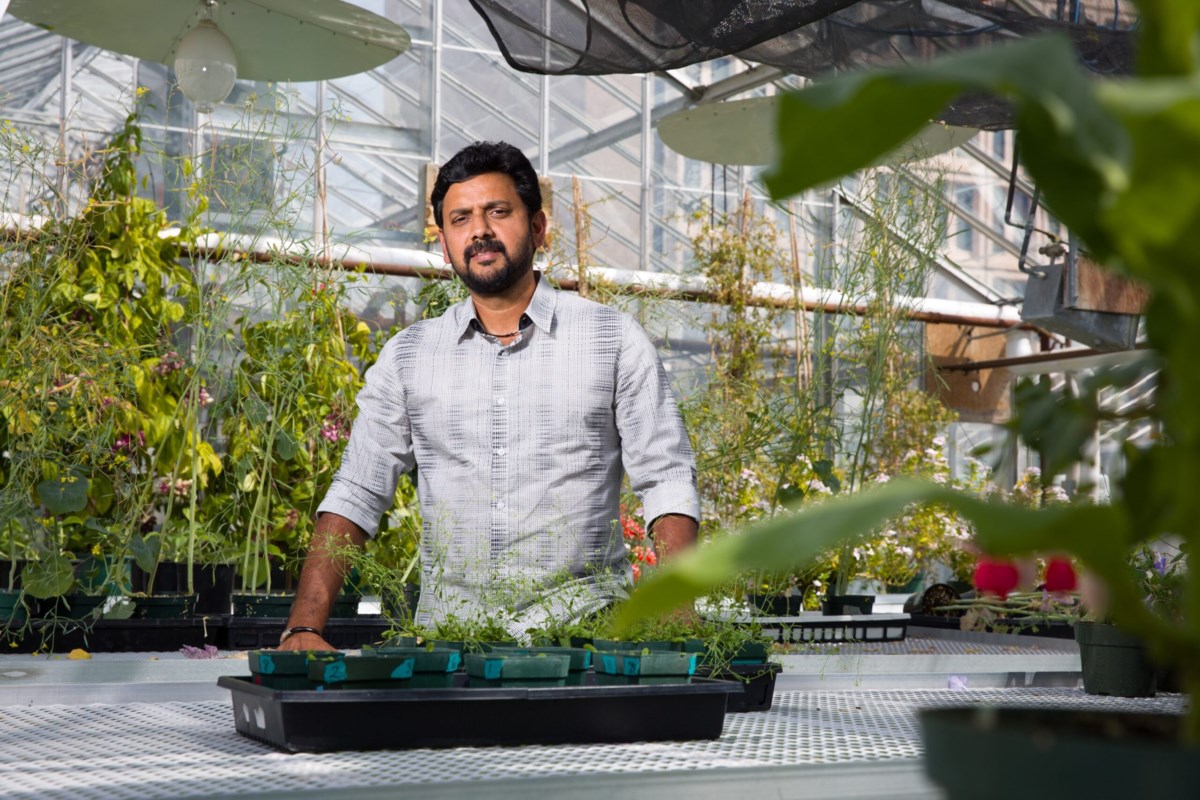 Déle una oportunidad a los guisantes: los investigadores utilizan tecnología genómica para combatir la pudrición de la raíz